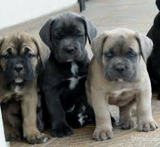 Cane Corso Italian Mastiff Cane Corso Puppies Cane Corso Corso Dog