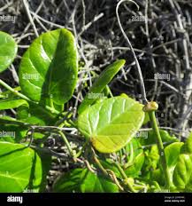 Image result for Cynanchum obtusifolium