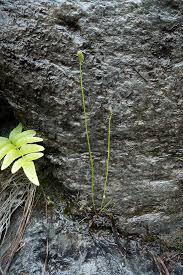 Image result for Schizaea pectinata