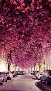 Maybe you would like to learn more about one of these? Flowers Branch Grove Car Parking Road Iphone 8 Wallpapers Free Download