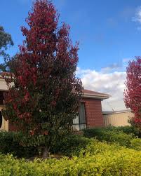 Image result for Pycreus permutatus