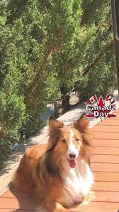 Maybe you would like to learn more about one of these? Puppy Love Grooming Spa Home Facebook