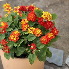 Image result for Lantana