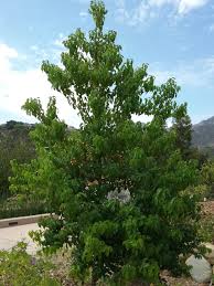 Image result for Cassinopsis ilicifolia