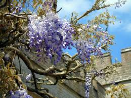 Vines and climbers festooned with masses of summery blooms add excitement, color, and a bit of untamed luxuriousness to vertical structures. 21 Breathtakingly Beautiful Flowering Vines To Suit Every Site Garden And Happy