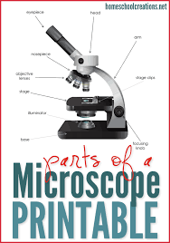 Parts Of A Microscope Free Printable Microscope Activity Homeschool Science Free Homeschool Printables
