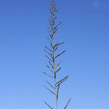 Image result for Sporobolus pyramidalis