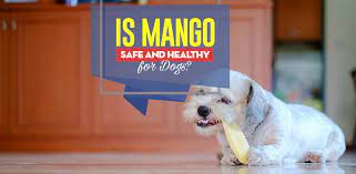 A mango pit can be very dangerous to your pooch. Can Dogs Eat Mango Or Are Mangoes Bad For Dogs And Why