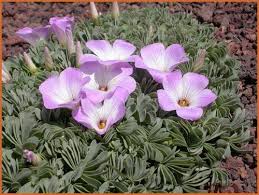 Oxalis, wood sorrel 'plum crazy'. Oxalis Klaverzuring Geluksklaver Kopen Bestellen Kwaliteitsplanten Nl