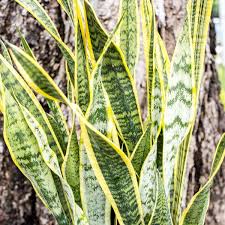 Image result for Habenaria laurentii