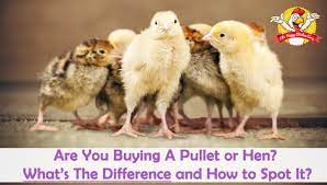 What the cluck is the difference? Are You Buying A Pullet Or Hen What S The Difference And How To Spot It The Happy Chicken Coop