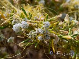 Image result for Cuscuta approximata