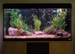 Macc S Freshwater Tanks Photo Id 40441 Full Version Aquarium Fish Tank Fresh Water Fish Tank Fresh Water