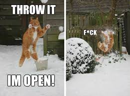 This Cat Just Can T Catch A Break Or A Throw