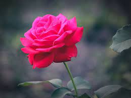 Pictures of beautiful flowers and roses. Hd Wallpaper Rose Flower Flowers Red Rose Tender Rose Pink Rose Beautiful Flower Wallpaper Flare