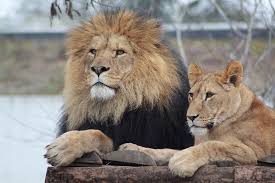 Love trying to capture the likeness of the animal and nothing is better than the majestic look of the lion and lioness. Male Lion Lioness Lion Lions Zoo Expensive Wildlife Lion Feline Mammal Feline Pxfuel