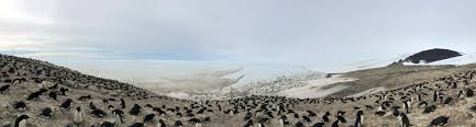 If you hold a turning direction for long enough, you can flip your penguin and turn him around. Multi Drone System Autonomously Surveys Penguin Colonies Stanford News