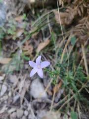 Stems erect or ascending, terete. Plants Of The Racecourse Walking Track Steiglitz Inaturalist