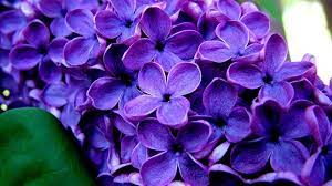 You could download the wallpaper and use it for your desktop computer pc. 1920x1080 Purple Flower Wallpapers Top Free 1920x1080 Purple Flower Backgrounds Wallpaperaccess