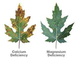 Cal Mag For Plants What You Need To Know Trees Com Plants Plant Deficiencies Plant Leaves