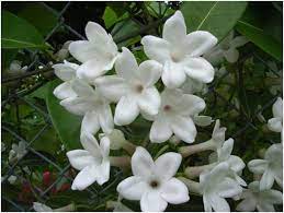 It is use in the meaning of love, fidelity, devotion. What Is The National Flower Of Philippines Whatsanswer