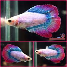 Live Betta Fish Female Blue Grizzled Purple Double Tail Dt 2105 Betta Fish Betta Fish Pet