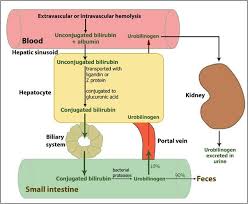 outline of bilirubin metabolism medical laboratory