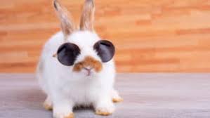 Un coussin en forme de coueur pour témoigner de l'amour à son enfant. Lapin 10 Idees De Jouets 100 Recup Pour Le Divertir