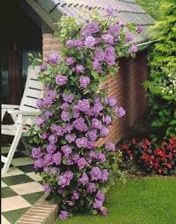 Rosier Grimpant Indigoletta Rosier Grimpant Rose Grimpante Idees De Jardin Fleur