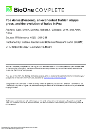 Image result for Poa leptoclada