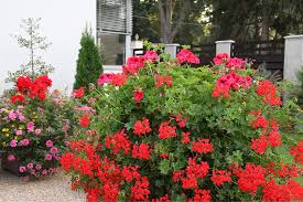 Image result for foto muškáty