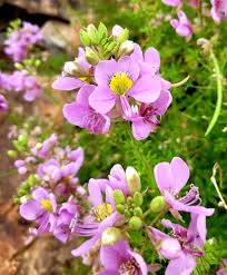Image result for Cleome oxyphylla