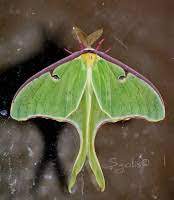 The first step to successfully attracting butterflies is to plant plants that attract pollinators. Yard And Garden Secrets Attract Luna Moth To Your Yard