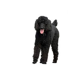 Next planned litter will be a mike & roxie match and puppies should be ready to go to new homes around may 2021. Poodle Dog Standard Black Standard Poodle Free Image From Needpix Com