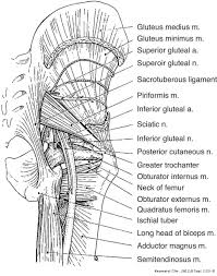 They are also known as the inner hip muscles and deep external rotators. Clinical Anatomy Of The Pelvis And Hip Reumatologia Clinica