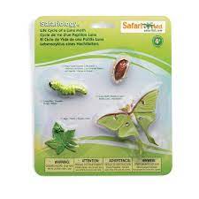 Life Cycle Of A Luna Moth In 2021 Luna Moth Life Cycles Moth Life Cycle