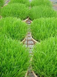 Cobblestone Farms Rye Grass Growing Grass From Seed Growing Grass