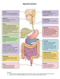 digestive system diagram digestive system anatomy human