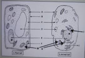 Image of plant and animal cell with label. Label The Following Parts Of A Plant An Animal Cell Label A B C D E F And H See The Attachment Please Brainly In