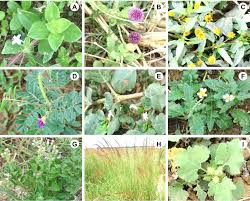 Image result for Sphaeranthus chandleri