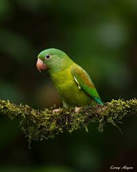 كل شيء تحبه في سوق.كوم الان اصبح على أمازون السعودية. 10 Ø¨Ø¨ØºØ§Ø¡ Ø§Ù„ÙƒØ§Ø³ÙƒÙˆ Ideas In 2020 Birds Painting Bird Art Parrot Drawing