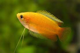 Sunset thicklip gouramis are a colorful variant of the thicklip gourami colisa labiosa (also known as f90 0022 0132. Sunset Purple Honey Gourami Novocom Top
