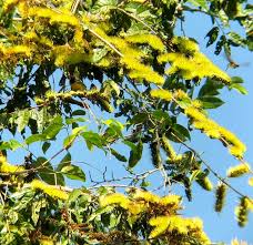 Image result for Combretum sp. A