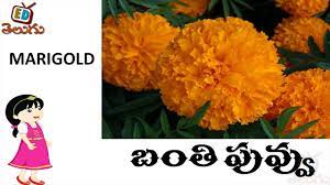 While their literary masterpiece, shahnameh is their source of most traditional muslim names, the persian christian culture is the inspiration for the modern names. Telugu Bala Siksha Names Of Flowers Telugu Puvvula Perlu Learn Telugu Language 980h34ll Ck Video Dailymotion