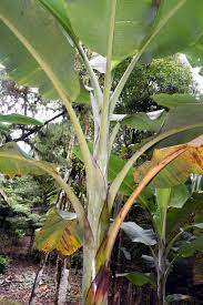 Image result for Musa paradisiaca