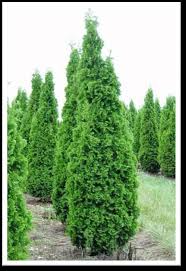 Steeple chase arborvitae is a fast growing tree that can be grown in usda plant hardiness zones. Https Www Rutgersln Com Iqcms Assets Documents Plant Pdfs Steeplechaset Pdf