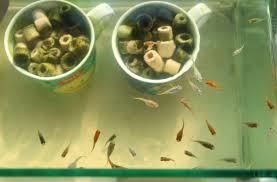 ダルマ水槽の水換え！ ～ 親も子もバックするダルマメダカ！ ～ | 鉄のメダカの学校 〜可愛いめだかのフォト日記～