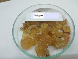 Image result for Lannea