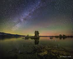 Image result for Monotes magnificus