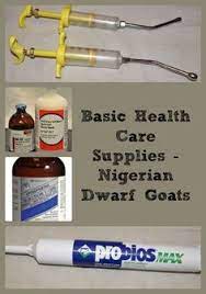 680 Pets Ideas In 2021 Pets Diy Dog Stuff Diy Stuffed Animals